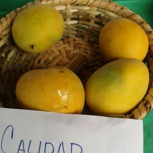 Mango Calidad