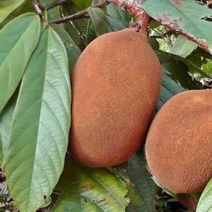 Cacao Blanco – Copoazú – Theobroma grandiflorum