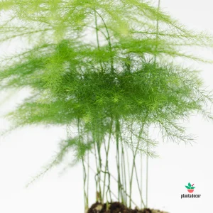 Asparagus Plumosus