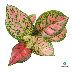 Aglaonema Anyamanee / Lady Valentine