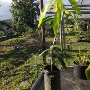 Plantón de Mango Julie Injertado
