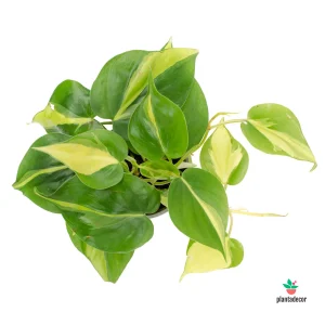 Philodendron Scandens "Brasil"
