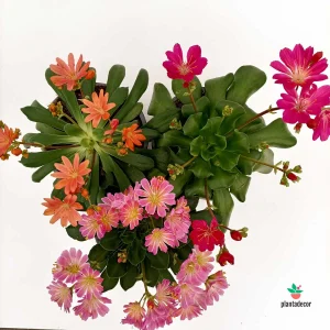 Lewisia Cotyledon Mix