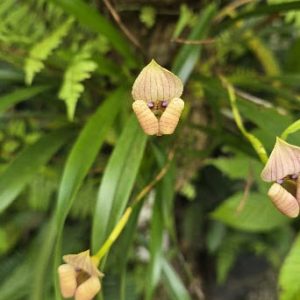 Orquídea Maxillaria egertoniana – Trigonidium egertonianum
