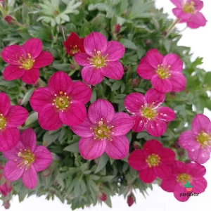 Saxifraga x Arendsii 'Red'