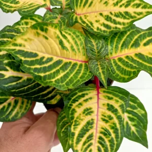 Iresine Herbstii Rich Gold Star