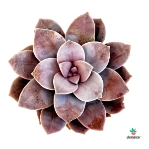 Graptopetalum Superbum