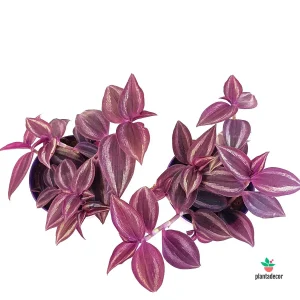 Tradescantia Zebrina 'Purple Passion'