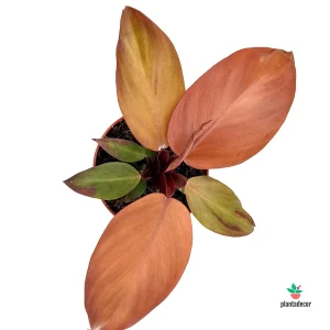 Philodendron McColley’s Finale _ Mini