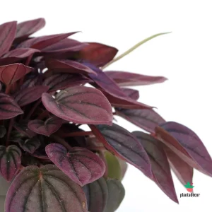 Peperomia Carperata 'Cayenne'