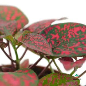 Hypoestes Phyllostachya "Confetti Compact"