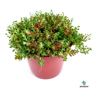 Sedum Album 'Murale'