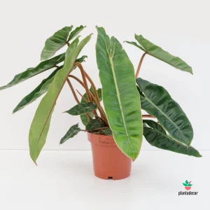 Philodendron Billietiae Croata