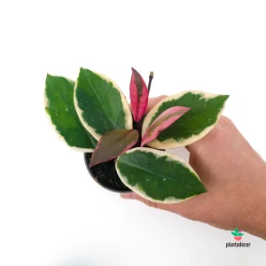 Hoya Carnosa 'Flamingo Dream'