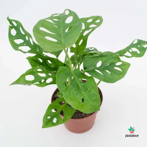 Monstera Obliqua "Leichtlinii"