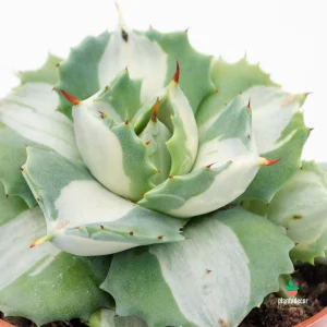 Agave Potatorum cv. 'Ouhi-Raijin' - Variegata
