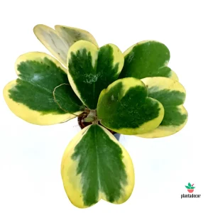 Hoya Kerrii Planta Variegated