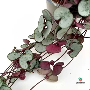 Ceropegia 'Silver Glory'