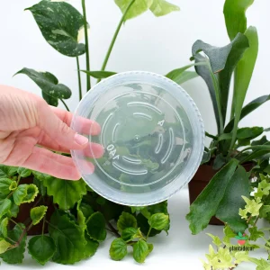 Platos con Aireación