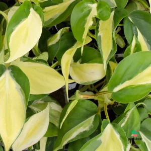 Philodendron Scandens "Rio"