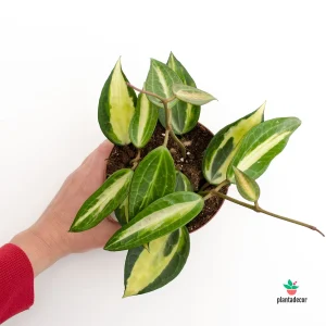 Hoya 'Pot of Gold' M-12