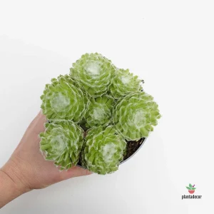 Sempervivum ‘Harrii’