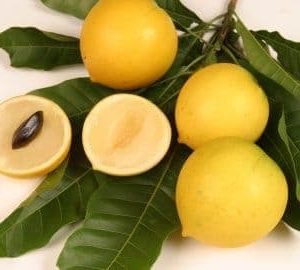 Abiu Pouteria Caimito The Emperor’s Golden Fruit