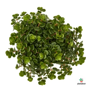 Sedum Makinoi Kosmoje Tornado