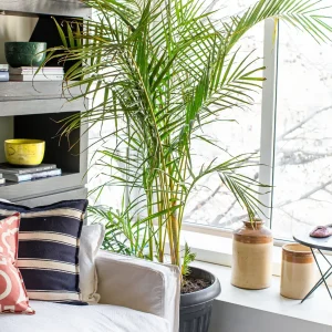 Andrea XXL (Palmera Areca)