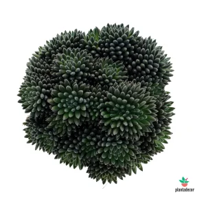 Sinocrassula Yunnanensis