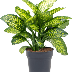 Dieffenbachia  (Lotería, Pita, Pito)