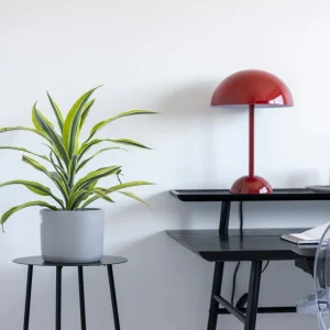 Alfonsina M (Dracena Lemon)