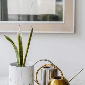 Baby Susan (Sansevieria)