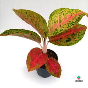 Aglaonema Grand Poppy