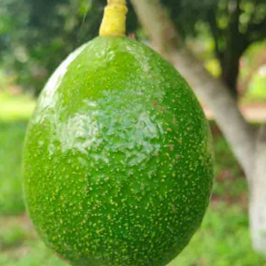 Plantón de Aguacate Booth 7