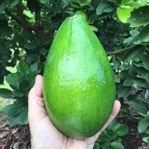 Plantón de Aguacate Catalina