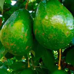 Plantón de Aguacate Choquette