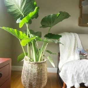 ALOCASIA – OREJA DE ELEFANTE