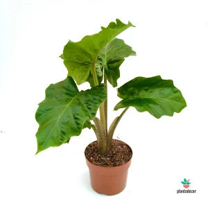 Alocasia Low Rider