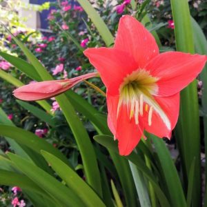 Amaryllis Pink Crush