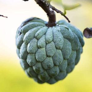 Anón – Annona squamosa