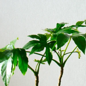 Ariana XL (Aralia Japonica)