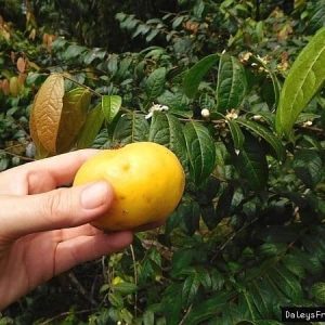 Araza – Eugenia stipitata