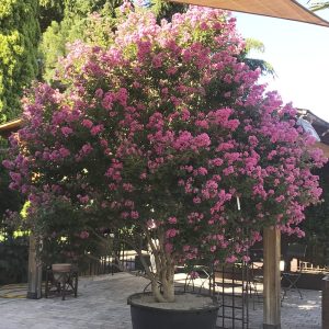 Jupiter – Lagerstroemia indica