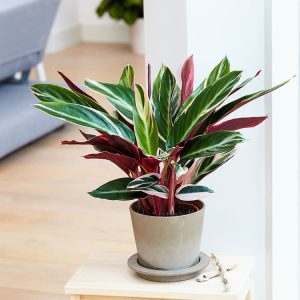 Calathea Triostar
