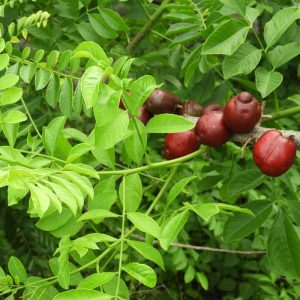 Ciruela Traqueadora – Spondias purpurea