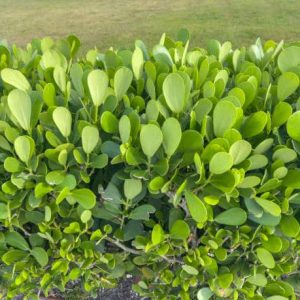 Clusias – Clusia rosea