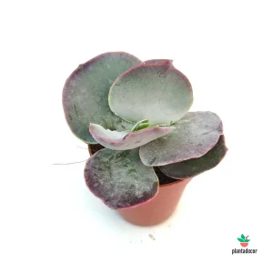 Cotyledon Orbiculata var. Oblonga