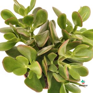 Crassula Ovata