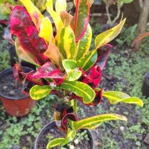 Crotos Rojos – Codiaeum variegatum ‘Petra’